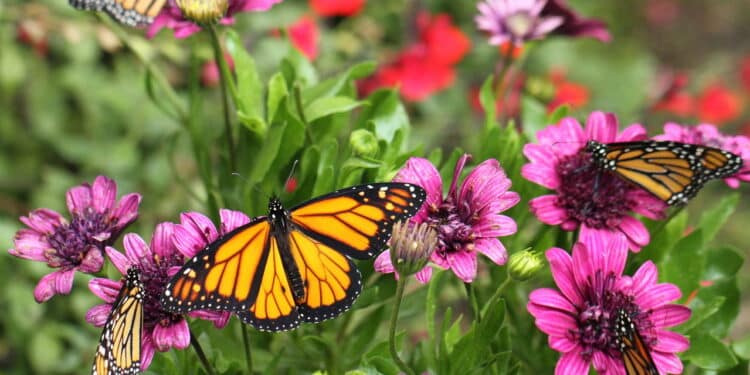 O que está por trás da nova tendência de jardins que atraem borboletas!