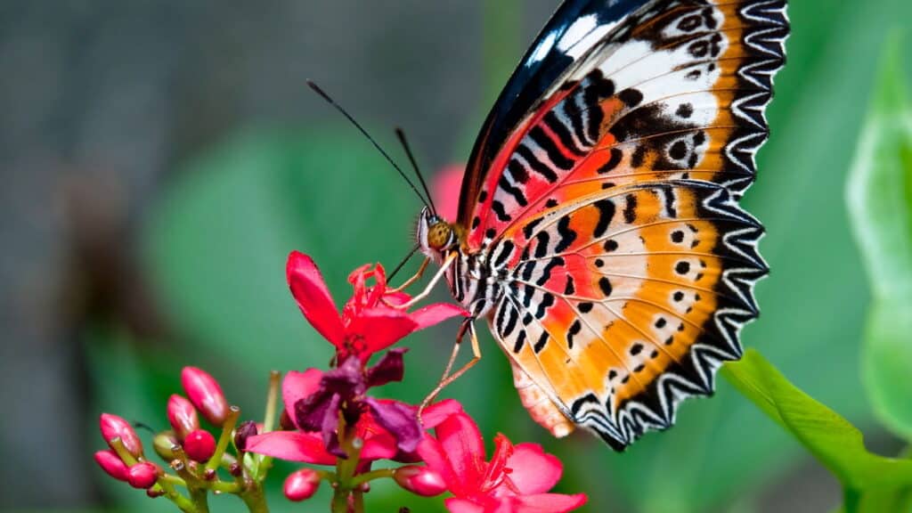 O que está por trás da nova tendência de jardins que atraem borboletas!