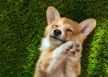 Maneiras de o seu cachorro demonstrar que precisa de amor
