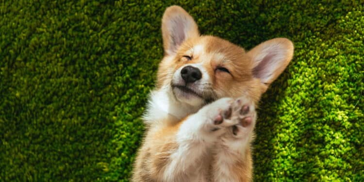 Maneiras de o seu cachorro demonstrar que precisa de amor