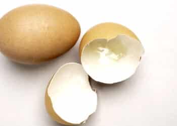 Créditos: depositphotos.com / diew