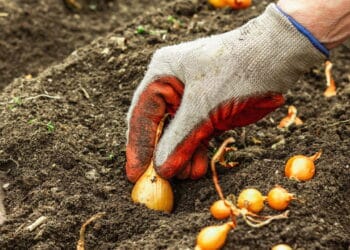 Créditos: depositphotos.com / fuzullhanum