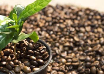O café tá caro? Veja como plantar no vaso e colher grãos em casa com facilidade