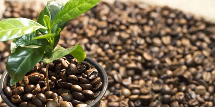 O café tá caro? Veja como plantar no vaso e colher grãos em casa com facilidade