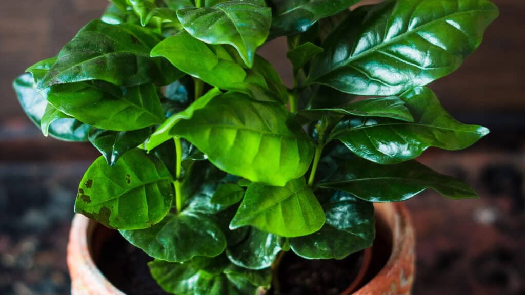 O café tá caro? Veja como plantar no vaso e colher grãos em casa com facilidade