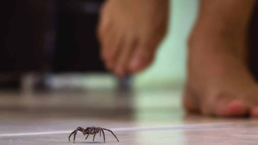 A nova ameaça que está crescendo nas casas do Sul e Sudeste brasileiro!