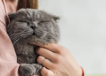 Estudo mostra que gatos distinguem seus tutores pelo sentido do olfato