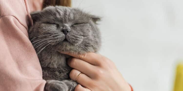 Estudo mostra que gatos distinguem seus tutores pelo sentido do olfato