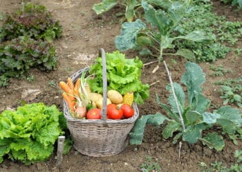 Cozinha ao ar livre com horta virou a maior tendência da jardinagem