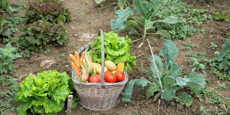 Cozinha ao ar livre com horta virou a maior tendência da jardinagem