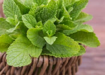 6 combinações de plantas que nunca devem ser feitas!