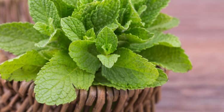 6 combinações de plantas que nunca devem ser feitas!