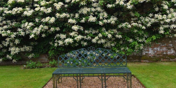A trepadeira mais charmosa e versátil para dar vida ao seu jardim!