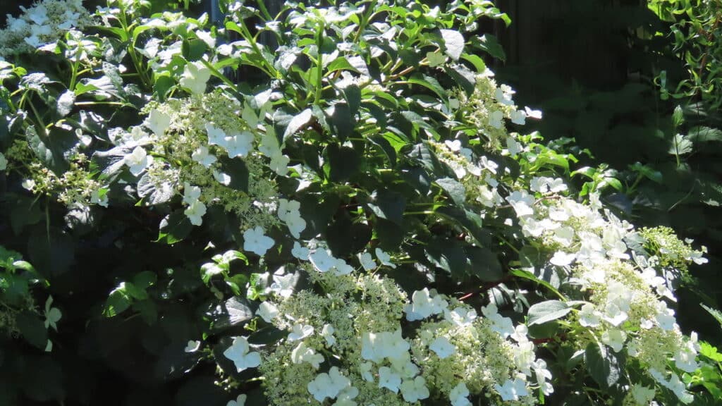 A trepadeira mais charmosa e versátil para dar vida ao seu jardim!