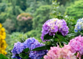 Esse segredo de jardinagem está deixando os jardins mais coloridos