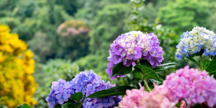 Esse segredo de jardinagem está deixando os jardins mais coloridos