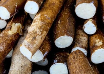 Aprenda o jeito certo de plantar mandioca e colha sem sair de casa
