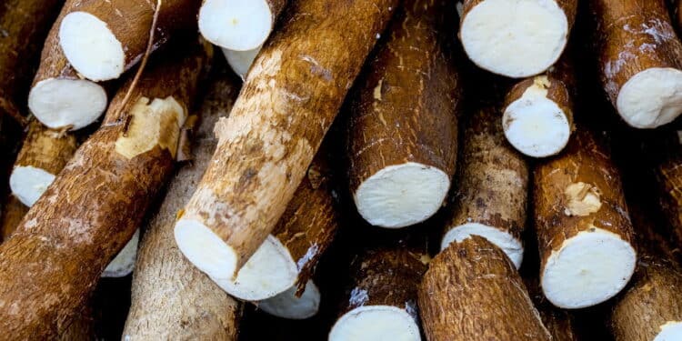 Aprenda o jeito certo de plantar mandioca e colha sem sair de casa