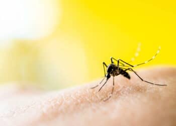 O erro comum que pode estar atraindo mosquitos sem você notar!