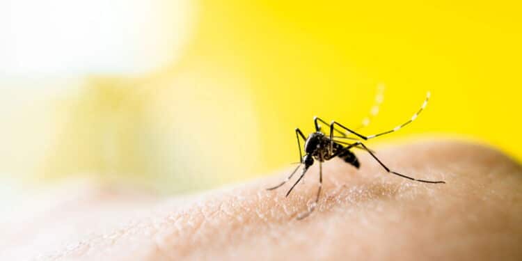 O erro comum que pode estar atraindo mosquitos sem você notar!