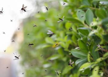 A melhor e mais poderosa planta natural para vencer a guerra contra mosquitos em casa!