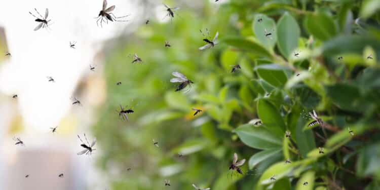 A melhor e mais poderosa planta natural para vencer a guerra contra mosquitos em casa!