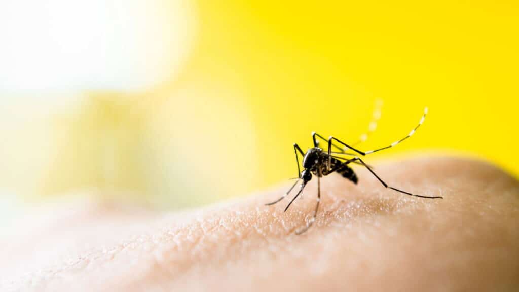 Créditos: depositphotos.com / apichart