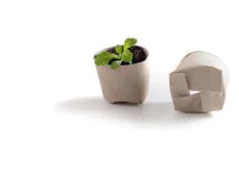 Rolos de papel higiênico como alternativa sustentável para germinação de sementes