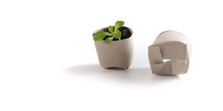 Rolos de papel higiênico como alternativa sustentável para germinação de sementes
