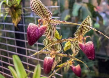 As plantas mais caras do mundo são de cair o queixo!