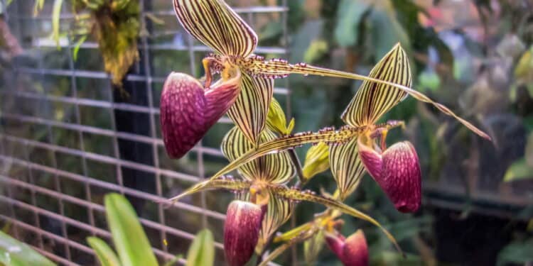 As plantas mais caras do mundo são de cair o queixo!