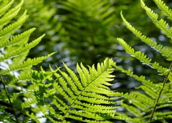 As melhores plantas para jardins brasileiros que exigem pouca água!