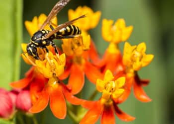 Conheça a flor simples que espanta vespas e deixa o jardim protegido