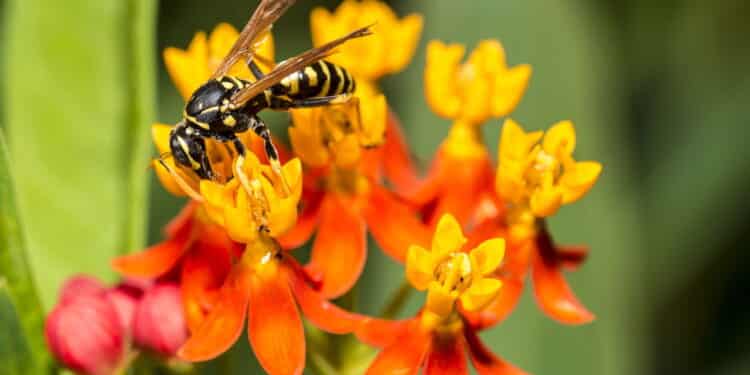 Conheça a flor simples que espanta vespas e deixa o jardim protegido