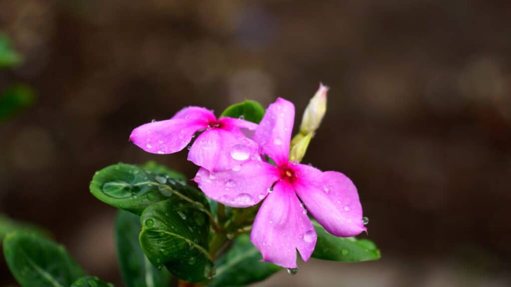 Créditos: depositphotos.com / Noppharat_th