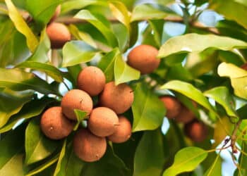 Parece sobremesa, mas é fruta: veja as 4 opções naturais que lembram leite condensado