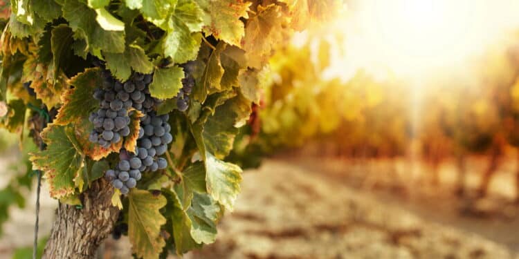 Revelado o segredo para cultivar uvas em casa mesmo com pouco espaço
