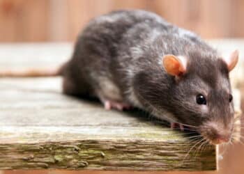 Ratos nunca mais: veja as 5 plantas que funcionam como repelente natural