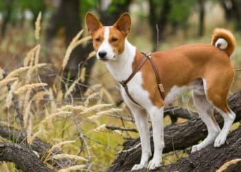 Tem uma dessas raças? Saiba quais são os 4 cães mais inteligentes; veja lista