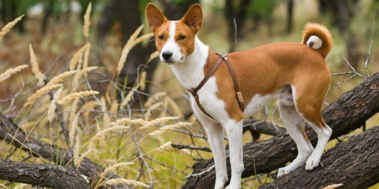 Tem uma dessas raças? Saiba quais são os 4 cães mais inteligentes; veja lista