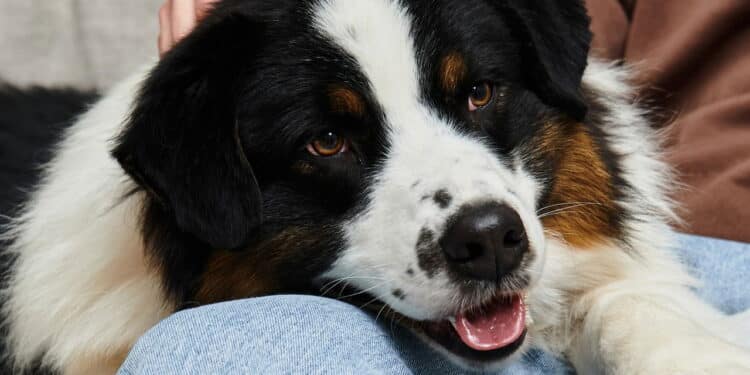 Veja as 4 raças de cães mais resistentes que menos enfrentam problemas de saúde