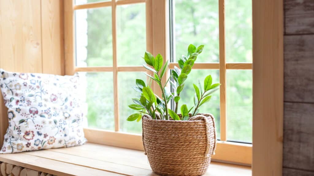 Essas 3 plantas são perfeitas para quem tem pouca luz em casa ou no escritório