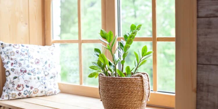 Regar zamioculca do jeito errado pode matar a planta; veja o segredo japonês que salva