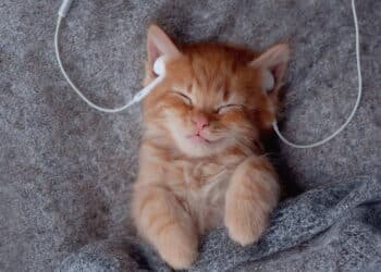 Não são só os fogos: veja quais sons em casa podem afetar seu pet