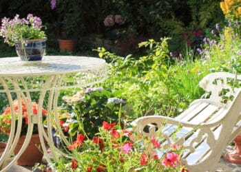 Essas flores vermelhas vão mudar seu jardim; veja as melhores opções para plantar
