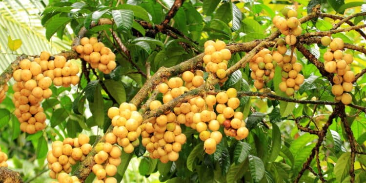 Essa fruta exótica tem gosto de manga com abacaxi e é perfeita para cultivar no jardim da sua casa