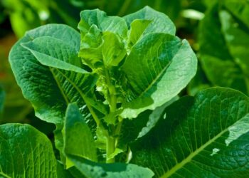 Revelada a planta poderosa que reduz inflamações e retarda o envelhecimento