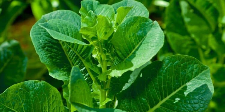 Revelada a planta poderosa que reduz inflamações e retarda o envelhecimento