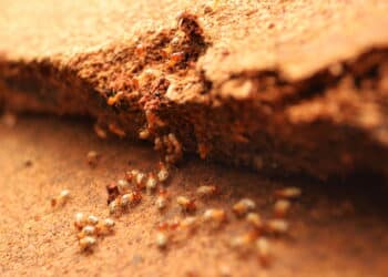 Elimine os cupins da sua casa com esse truque fácil que realmente funciona