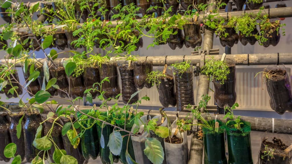 O jeito fácil de plantar beterraba em garrafa PET usando horta vertical